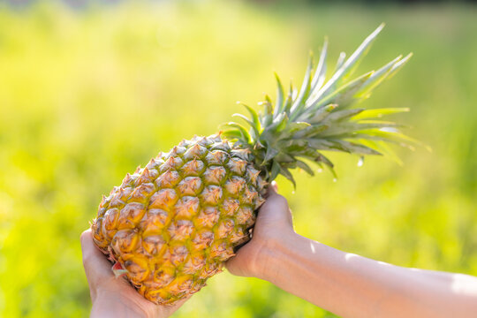 Hold with pineapple harvest under sunlight