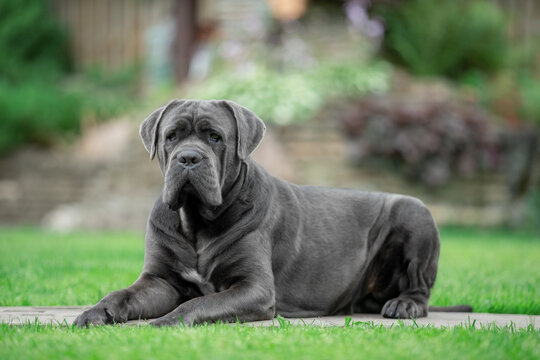Grey male cane corso in the park