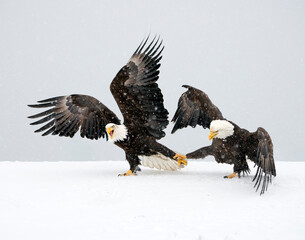 Bald Eagle grabbing a fish from another Bald Eagle in the snow