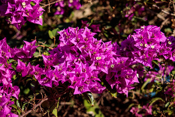 Flowers in the garden