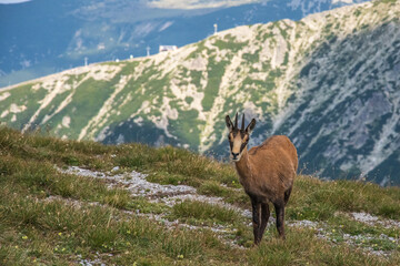 mountain goat in the mountains