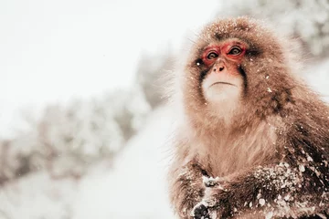 Fotobehang Japanese macaque in a snow environment. Near Hakuba. © Gellirock
