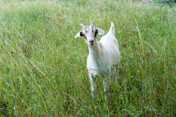 Obraz premium cute goat in the meadow