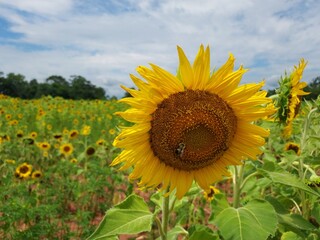 field of sunflowers