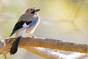 An adult Eurasian jay (Garrulus glandarius) perched on a branch with amazing colors.