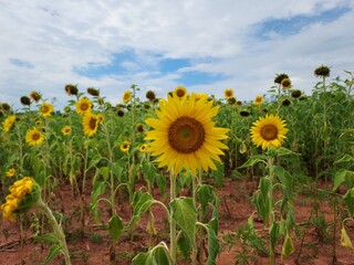 field of sunflowers