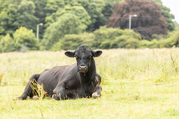 large stud black bull sitting in it's pasture during the summer months