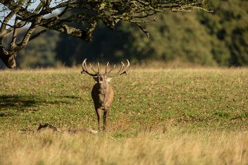 Close up of a red deer stag Cervus elaphus calling during rutting season in autumn, UK.