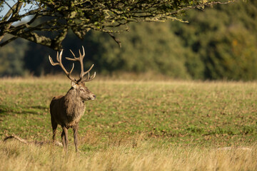 Close up of a red deer stag Cervus elaphus in autumn, UK.
