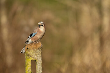 Eurasian Jay Garrulus glandarius on a wooden post isolated from background copy space