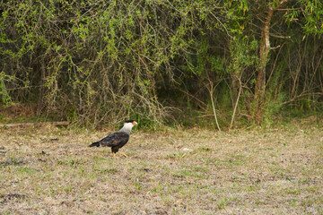 Adult crested caracara, Caracara plancus, an american bird of prey, standing on the ground in El Palmar National Park, in Entre Rios, Argentina.
