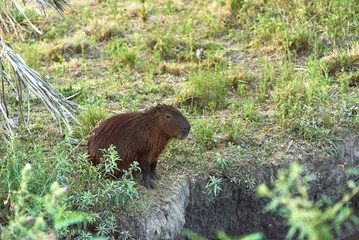 Capybara, hydrochoerus hydrochaeris, largest living rodent, native to South America, a summer afternoon, in El Palmar National Park, Entre Rios, Argentina.