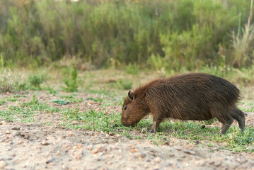 Young capybara grazing, hydrochoerus hydrochaeris, largest living rodent, native to South America, a summer afternoon, in El Palmar National Park, Entre Rios, Argentina.