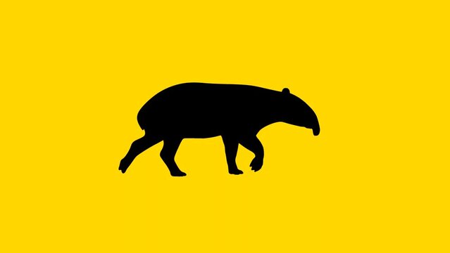 Walking tapir, animation on the yellow background (seamless loop)