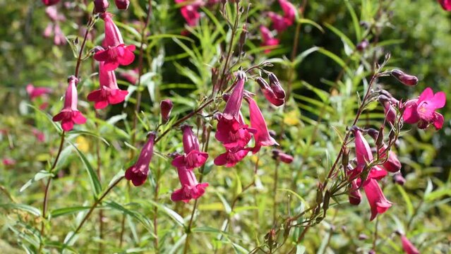 Natural background with pink flowers of beardtongues swinging in the wind