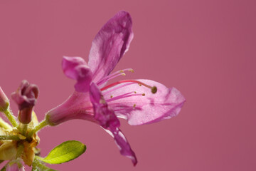 Obraz na płótnie Canvas Pink rhododendron flower isolated on pink background.