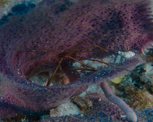 An Arrowhead Crab (Stenorhynchus seticornis) in Cozumel, Mexico