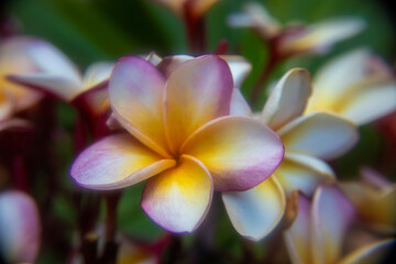 Fototapeta premium Close up of a beautiful Frangipani flower in Mexico