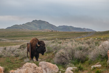 A lone bison on Antelope Island State Park by the Great Salt Lake