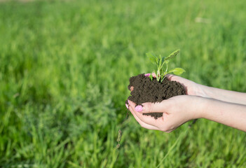 The sprout of a plant in the ground on the hands