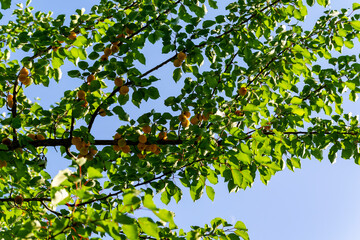 A bouquet of ripe apricot branches in the sunlight .Organic Mediterranean gardening. Healthy...