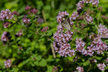 Male Sooty Copper (Lycaena tityrus) butterfly sitting on a pink flower in Zurich, Switzerland