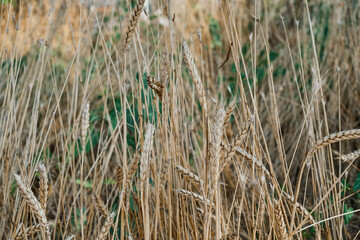 Dry ears of wheat among the grass, blurred background, close-up with selective focus, the idea of a background or screensaver about the ecology of the earth and drought. Lack of water for growing food