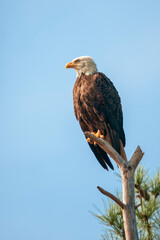 Bald Eagle sitting on a tree branch in Blackwater National wildlife refuge.Maryland.USA