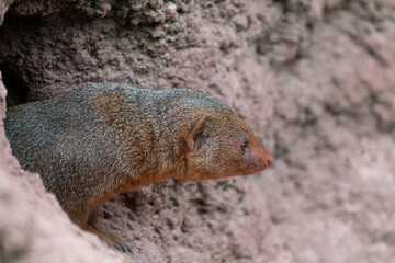 Cute common dwarf mongoose, Helogale parvula, on a sandy ground. Mongoose species native to Angola, northern Namibia, KwaZulu-Natal in South Africa, Zambia and East Africa.