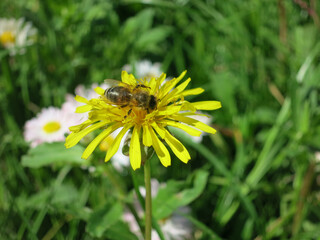 bee on a yellow flower fall dandelion