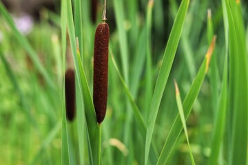 Typha angustifolia. Close up of  cattail, water plant.