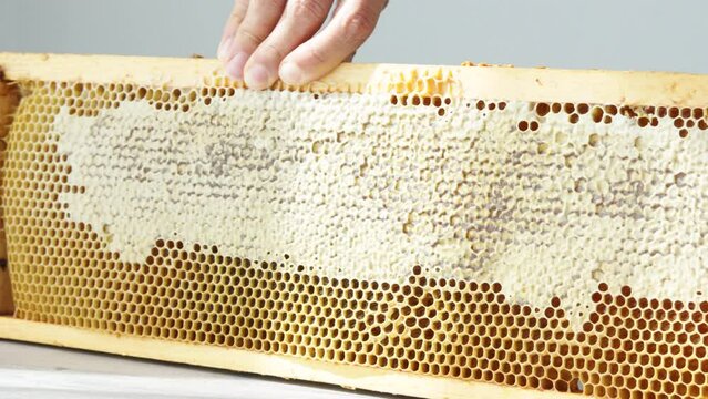 Open honeycomb in wooden frame on the table