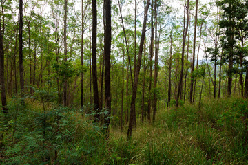 Brazilian forest with trees and large trunks. Nature green. Forest concept. Tree concept.