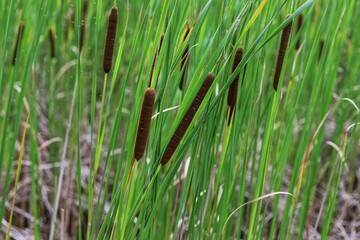 Typha angustifolia. Close up of  cattail, water plant.