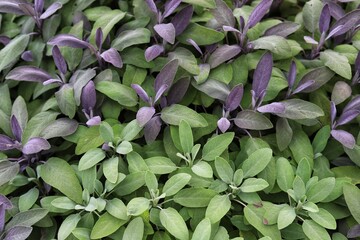 Sage green and purple leaf, salvia officinalis purpurascens.