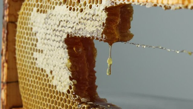 Dripping honey from open honeycomb in wooden frame on the table
