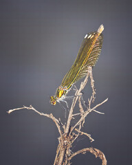 Golden dragonfly (odonata) on the branch