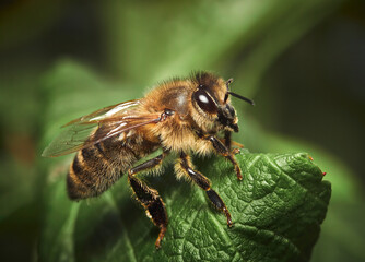 European honey bee (Apis mellifera) on a green leaf