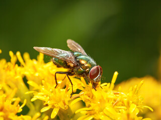 Small green fly on a yellow flower