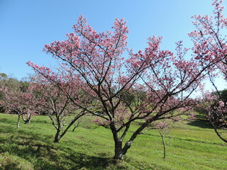 O tempo de floração das cerejeiras é muito curto – cerca de duas semanas. Originária de países asiáticos, a cerejeira-do-Japão tem sua floração entre junho a agosto.