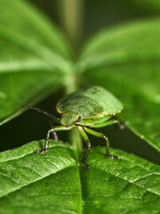 Green shield bug (Palomena prasina) on a green leaf