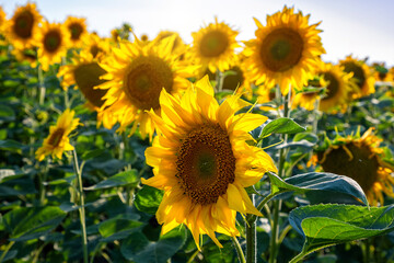 Fototapeta premium Sunflower fields And blue Sky clouds Background.Sunflower fields landscapes on a bright sunny day with patterns formed in natural background.