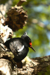 Hiking at El Chalten, Patagonia, Argentina