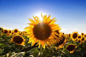 Sunflower fields And blue Sky clouds Background.Sunflower fields landscapes on a bright sunny day with patterns formed in natural background.