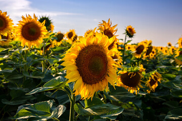 Sunflower fields And blue Sky clouds Background.Sunflower fields landscapes on a bright sunny day with patterns formed in natural background.