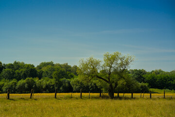 Lonely tree on a countryside