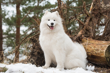 White fluffy Samoyed is walking in the forest, Balta kapa in Baltic, Latvia