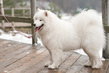 White fluffy Samoyed is walking in the forest, Balta kapa in Baltic, Latvia