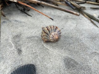 shell on sand