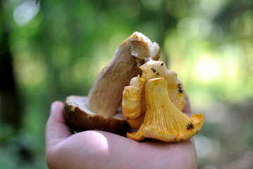 Picking mushrooms in the forest	
